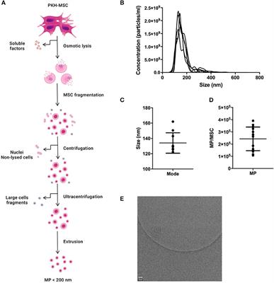 Mesenchymal Stromal Cell Derived Membrane Particles Are Internalized by Macrophages and Endothelial Cells Through Receptor-Mediated Endocytosis and Phagocytosis